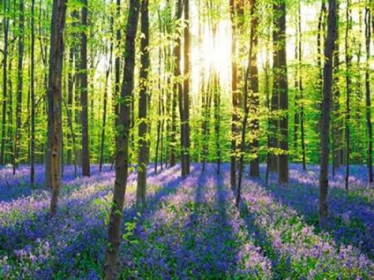 Beech forest with bluebells, Belgium Poster Print by Frank Krahmer - Item # VARPDX3FK3165